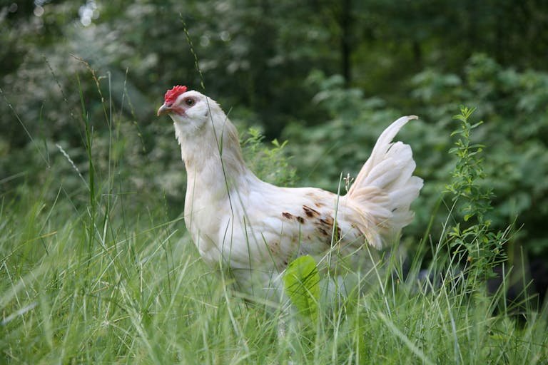 Are Chickens Warm-Blooded? Unveiling the Truth