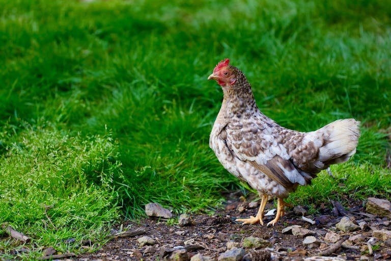 Silkie Hen Vs Rooster: Key Differences Explained