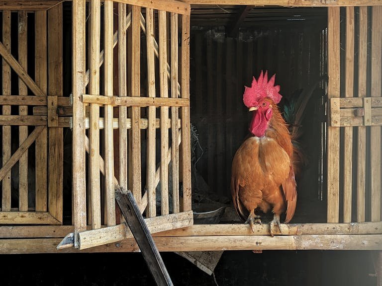 Do Chickens Urinate? A Comprehensive Guide