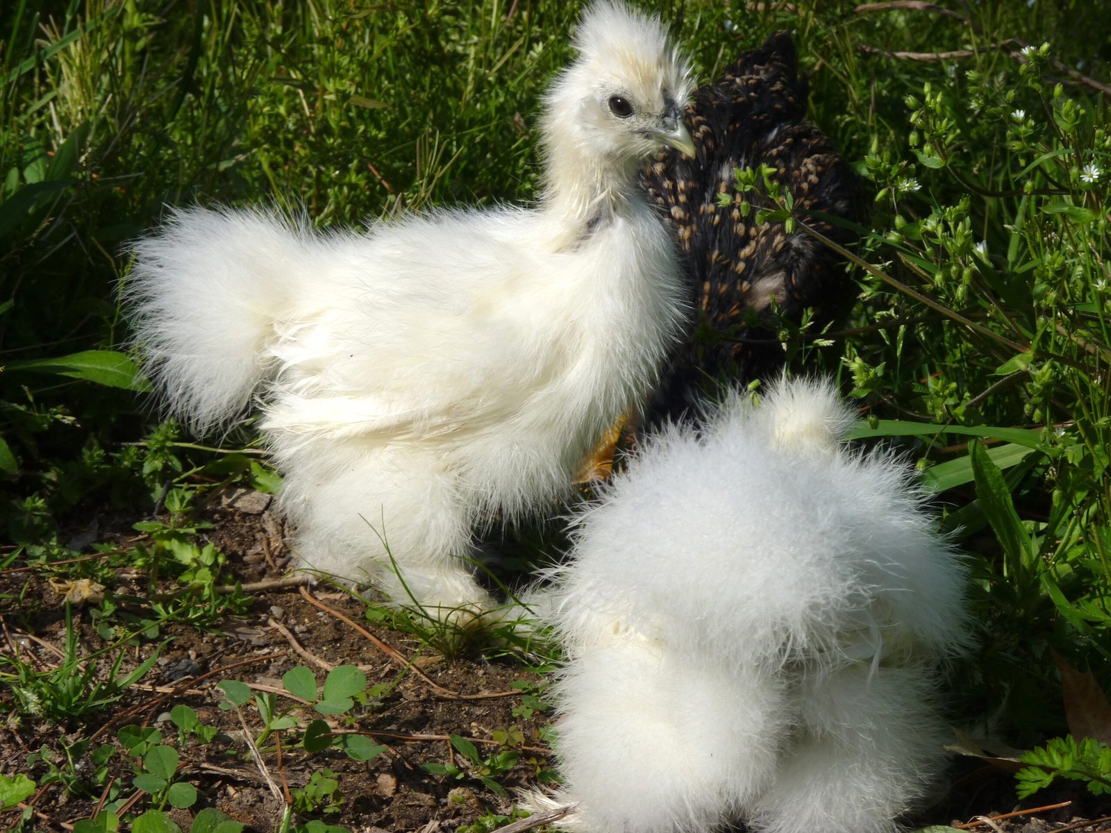 Fluffy chicken