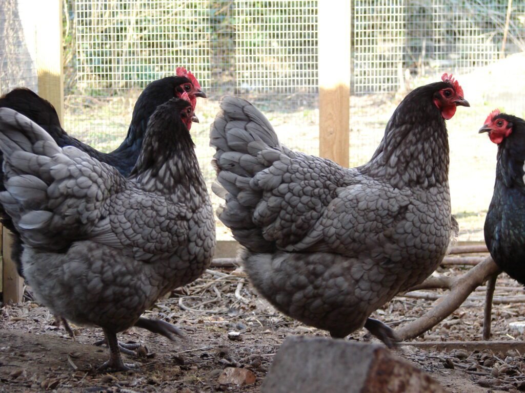 Australorp