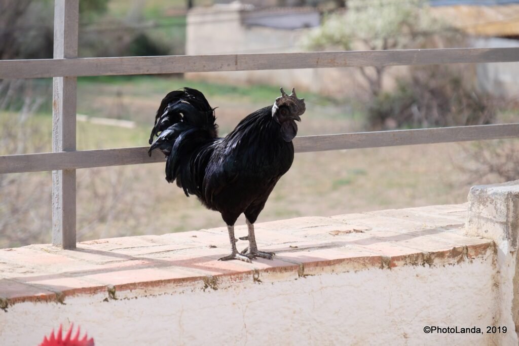 Ayam Cemani