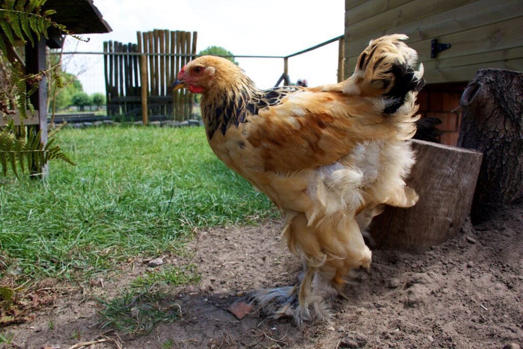 Brahma Chicken