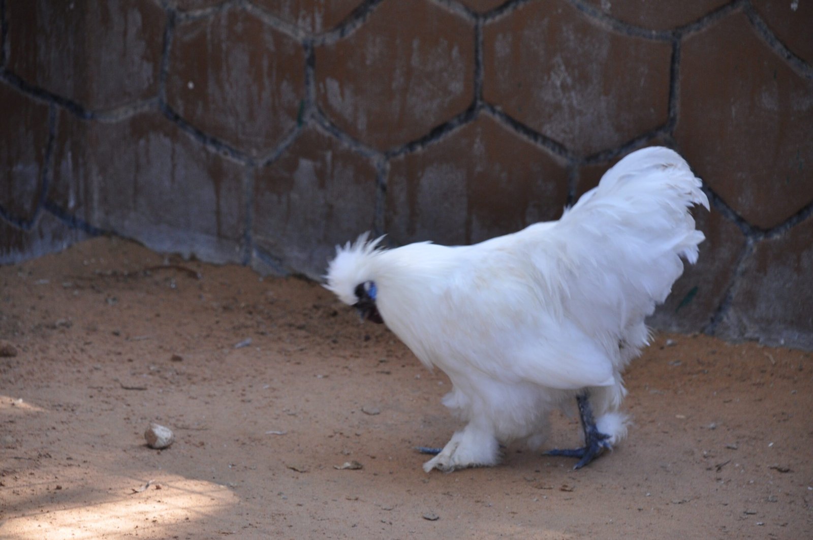 Silkie Hen