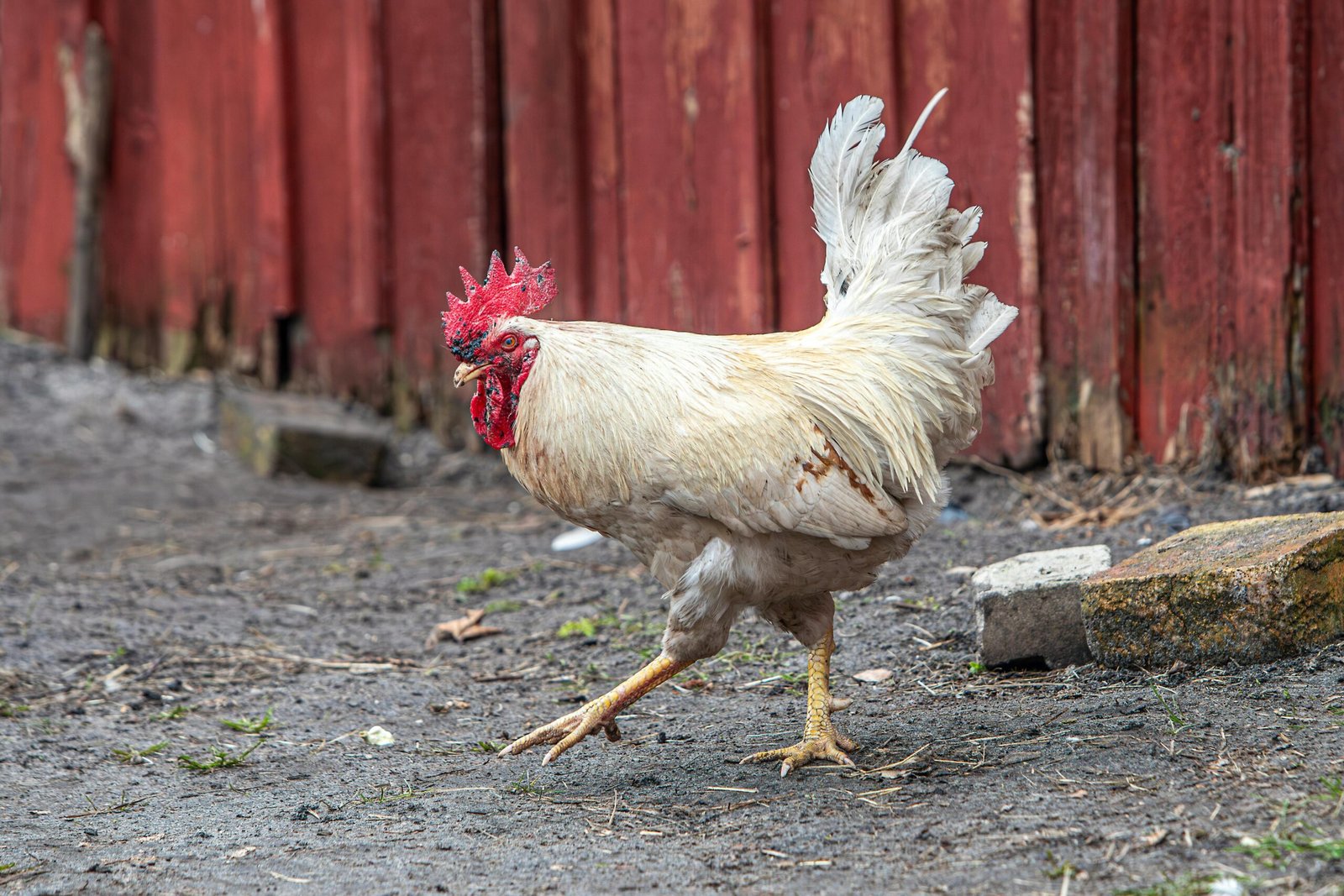 A chicken Walking