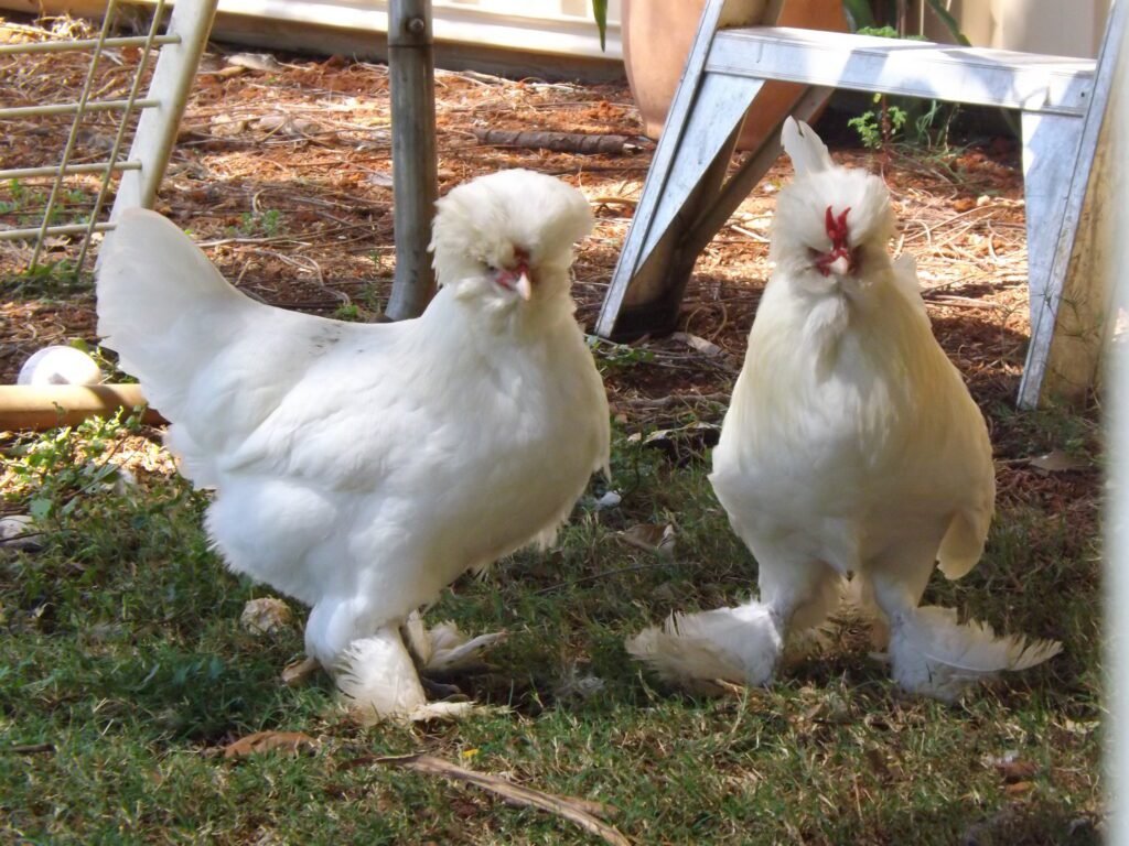 Sultan Chickens