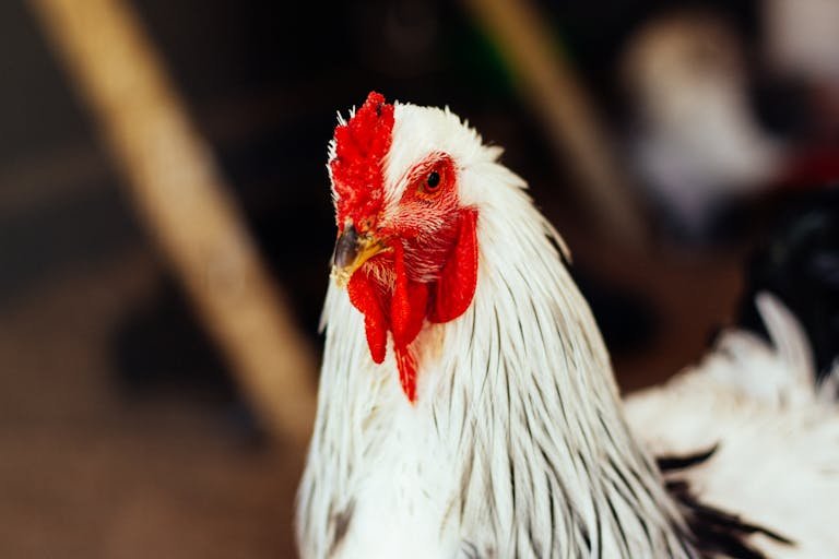 A close up of a white and red rooster