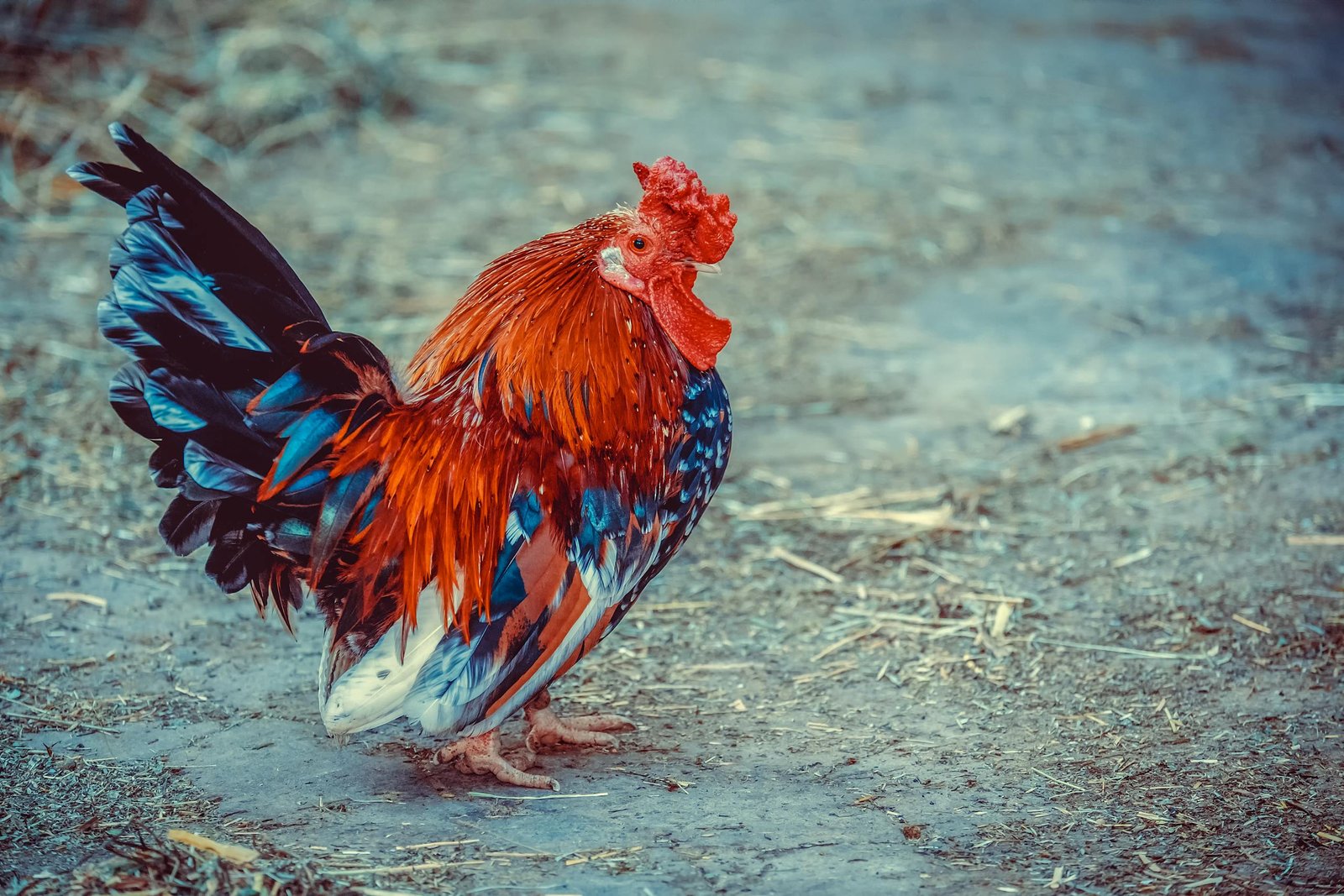 Beautiful Bantam Chicken Standing on Dirt