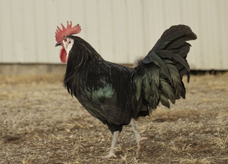 Bergischer Schlotterkamm German Breed of Domestic Chicken