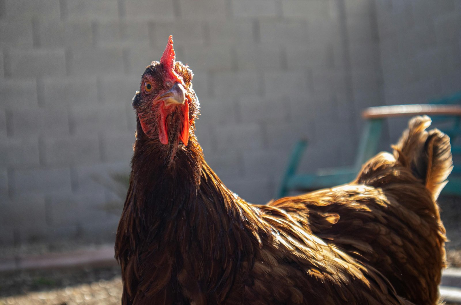 Brown Rooster