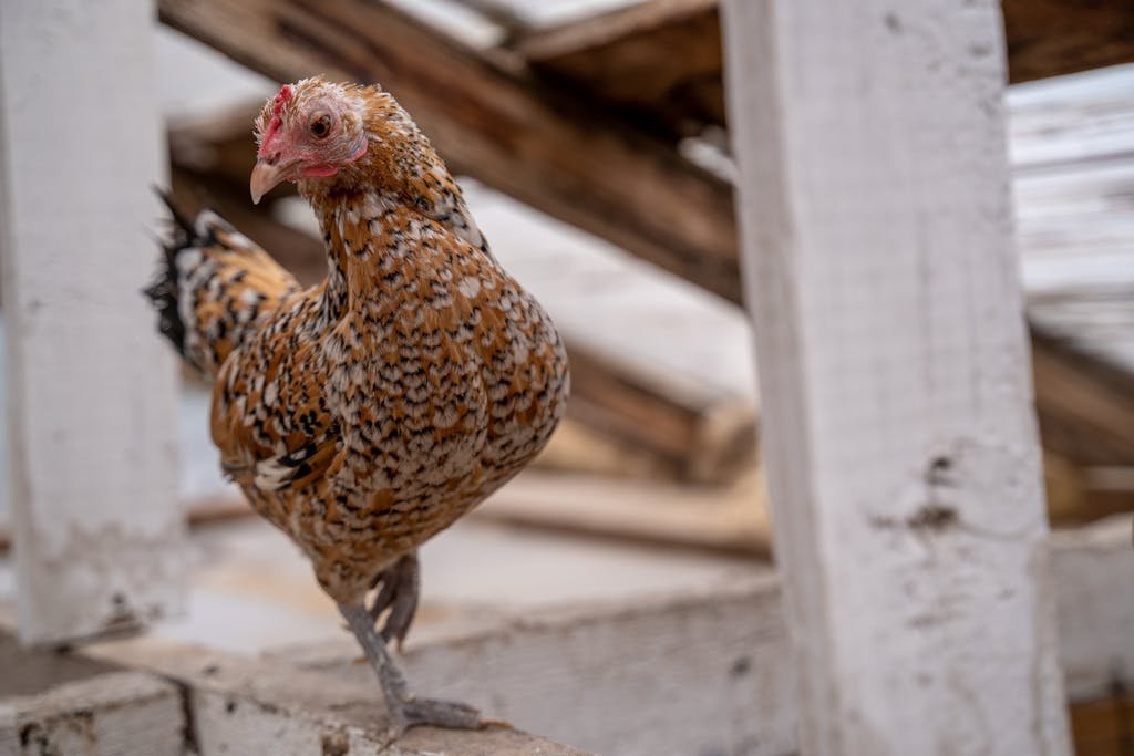 Close-up of a Booted Bantam Hen