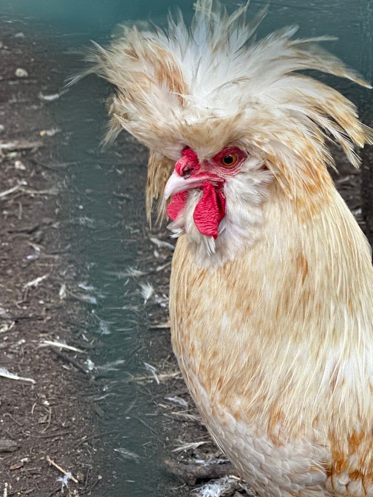 Close up of Polish Hen