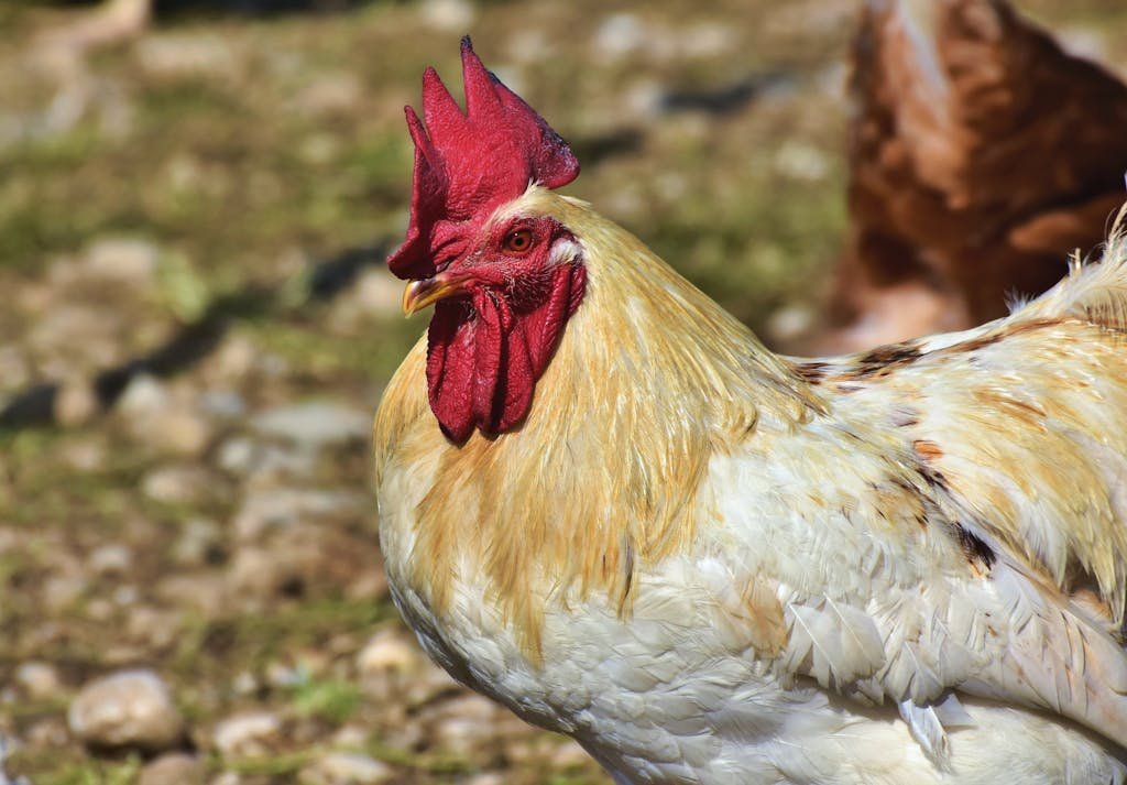 Close-up Shot of a White Rooster