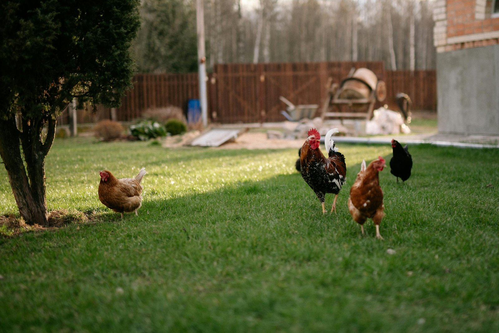 Flock of Hens and Rooster Walking in Yard 