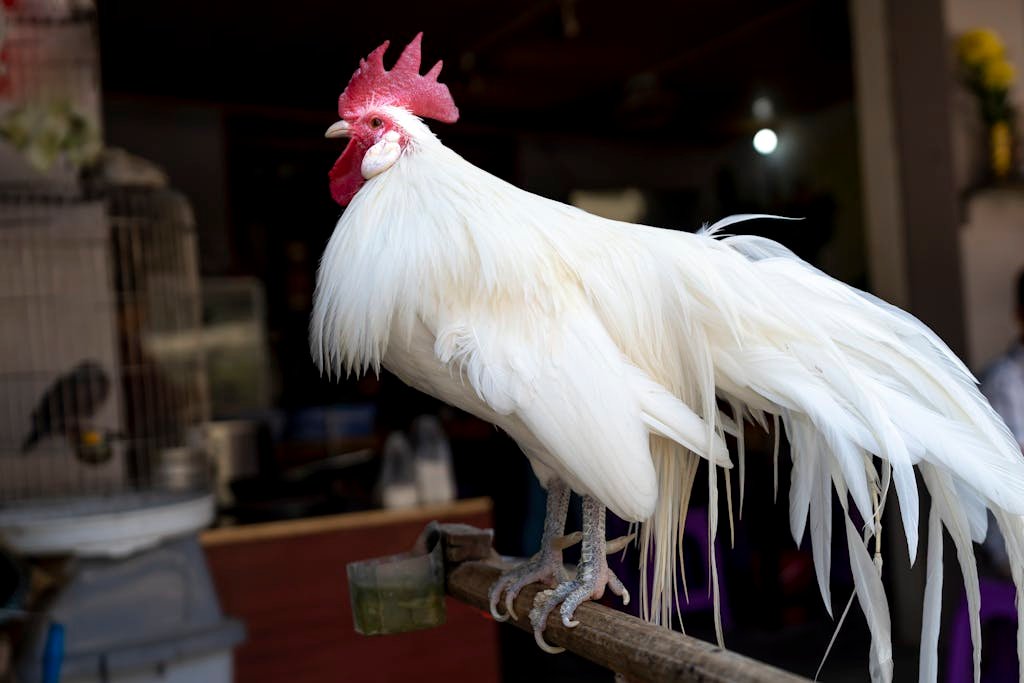 Phoenix rooster with big white feathers and red comb standing on bird perch near building with birds in cages in daytime