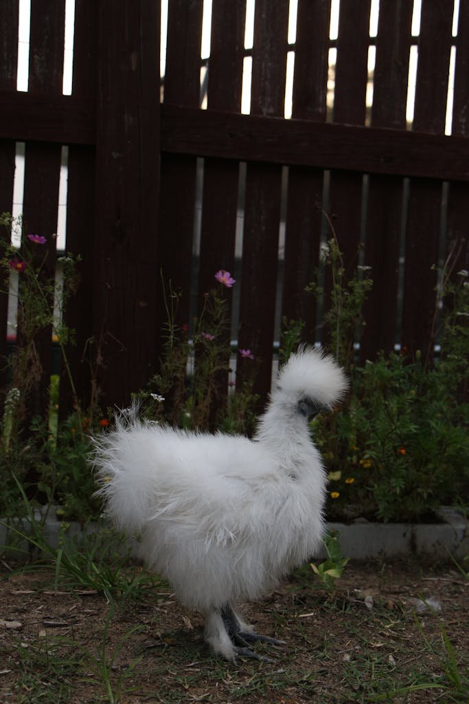 Photograph of a Silkie Chicken