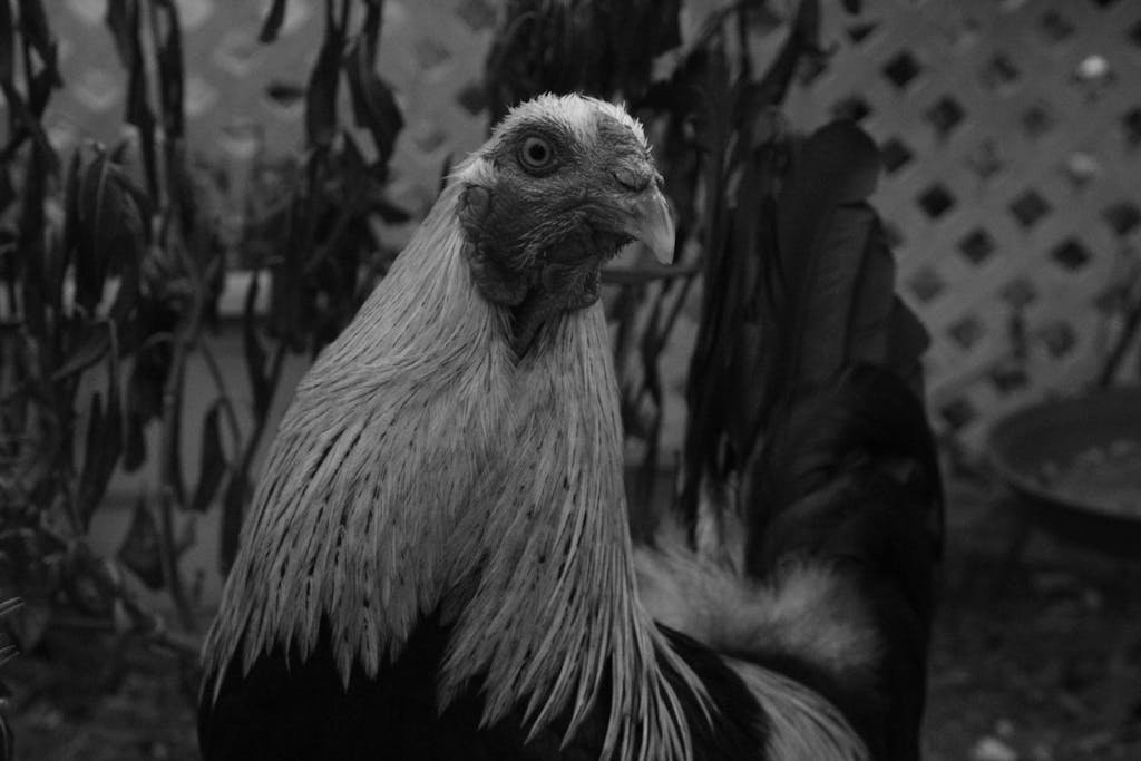 Rooster in Black and White