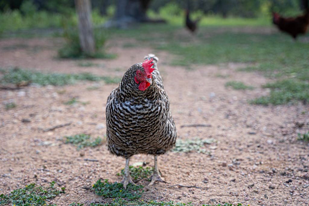 Rooster Wandering