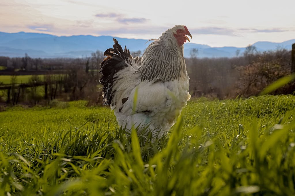 White Rooster on Green Grass