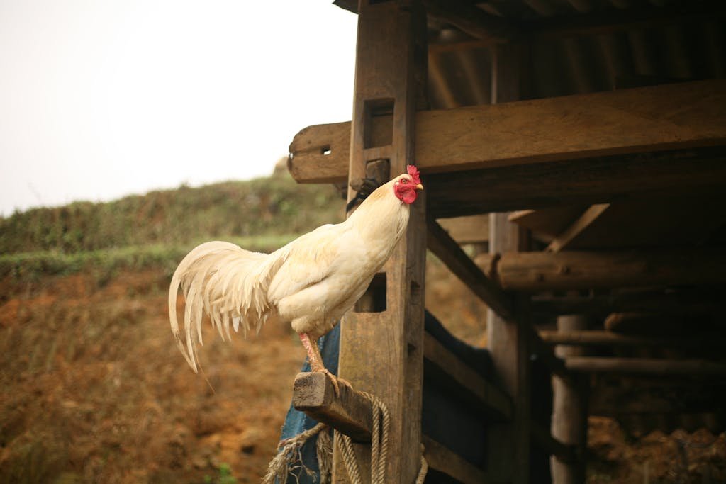 White Rooster Standing on the Crossbar of the Hen House