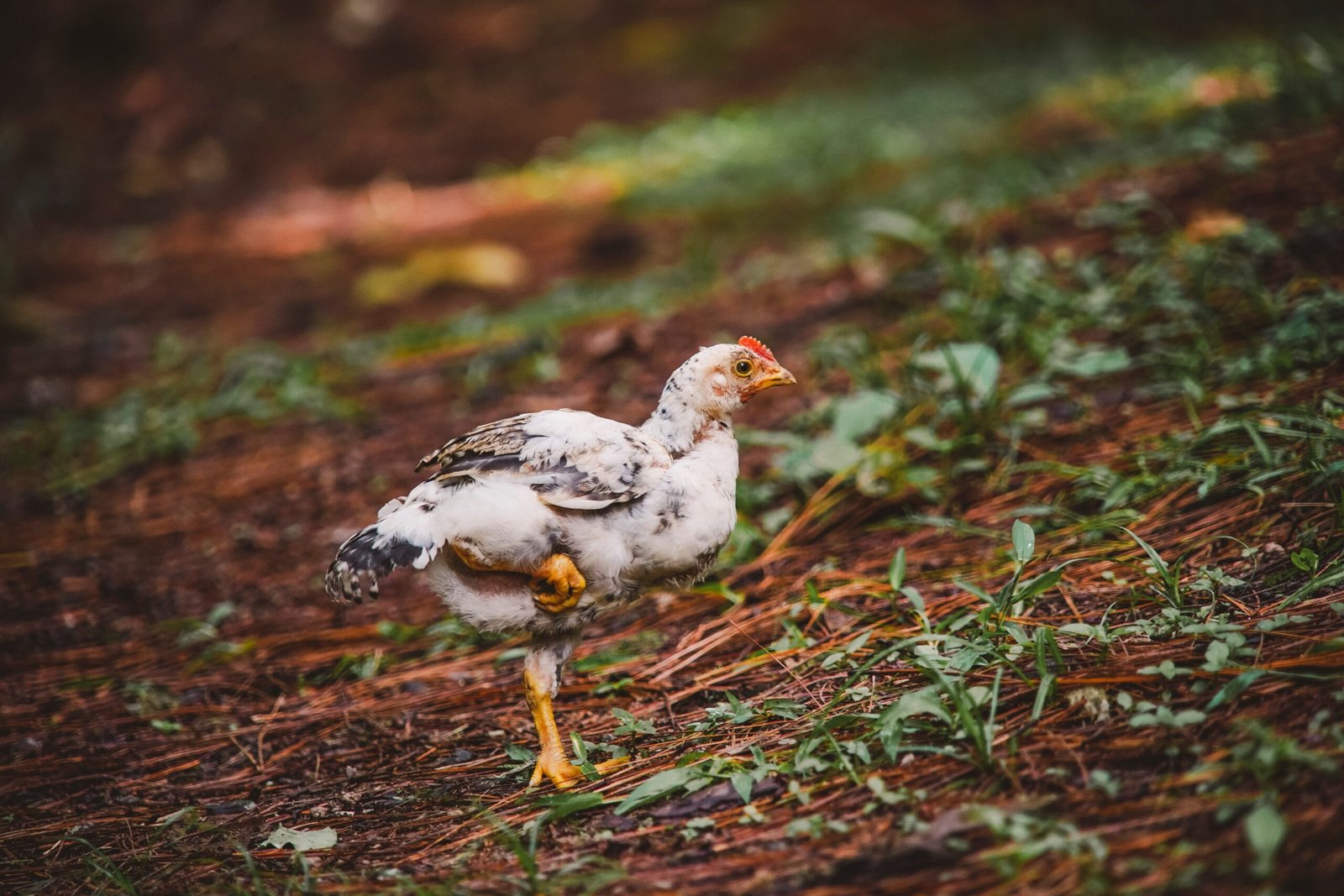 Photo of a white chicken