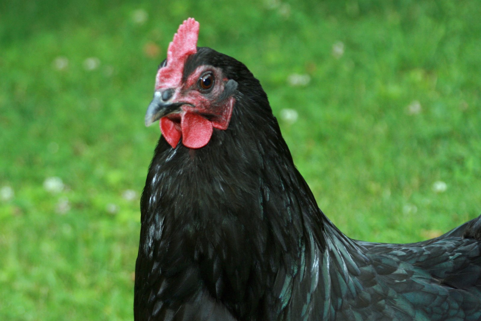 A black chicken