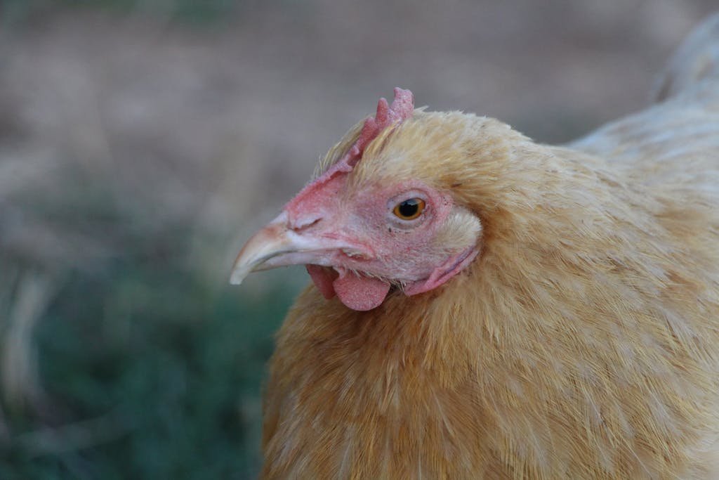 A chicken is standing in the grass