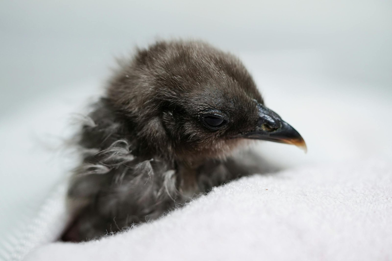 A Close-Up Shot of a Silkie Chick