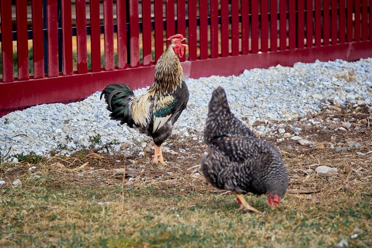 A Crowing Rooster