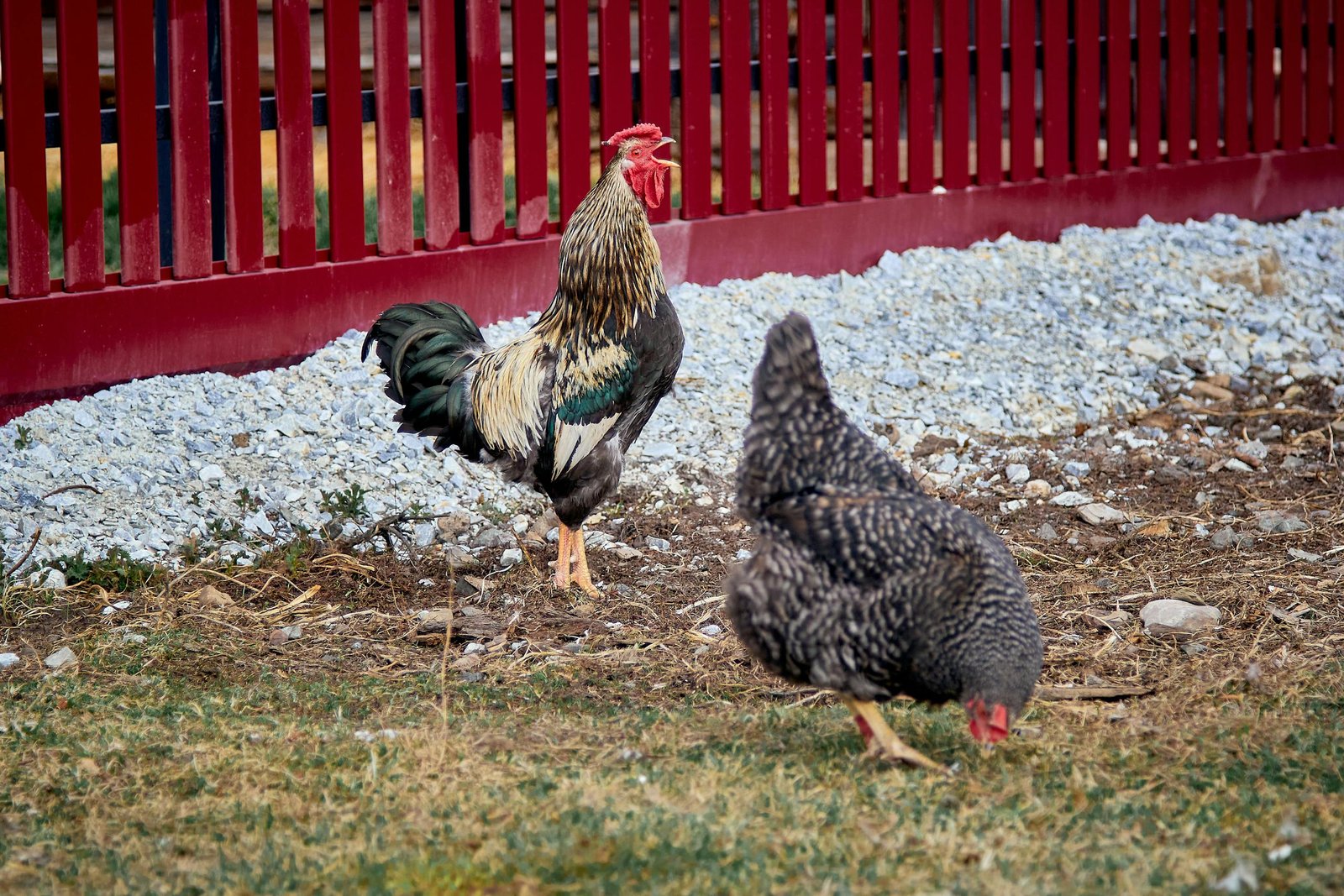 A Crowing Rooster