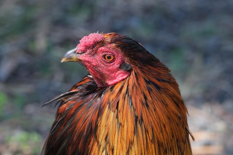 A rooster with a red head and orange feathers