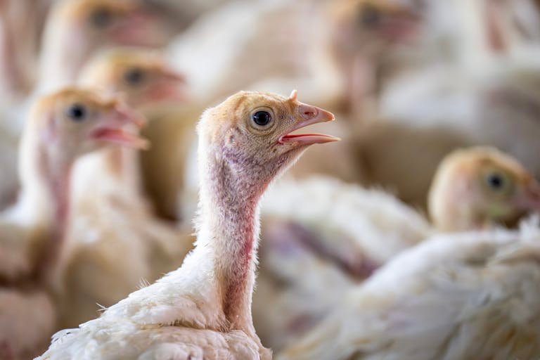 Close-up of a Chicken