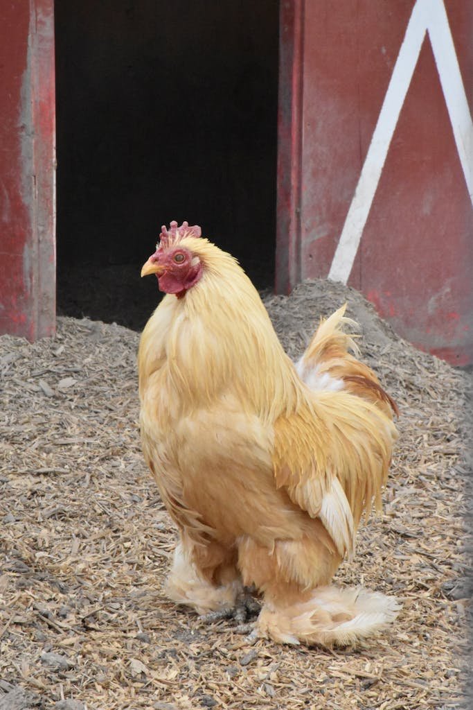 Close Up Photo of a Chicken