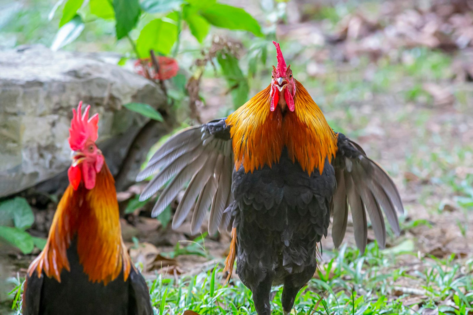 Close-Up Shot of a Rooster Flying