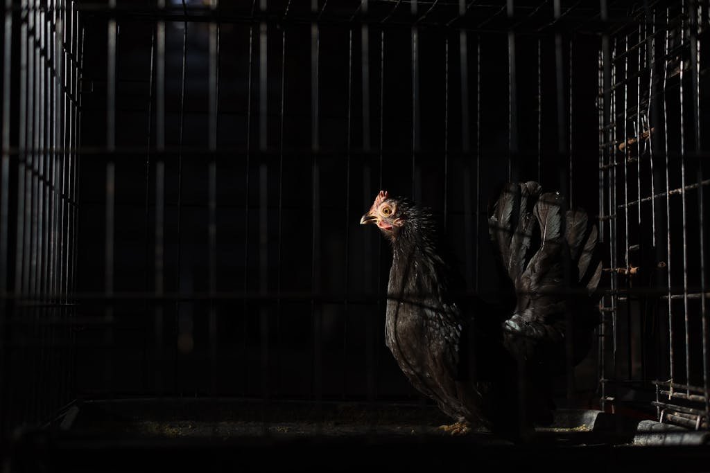 Side view of black hen with red comb and wattles with spiky beak standing in coop with metal fence in darkness