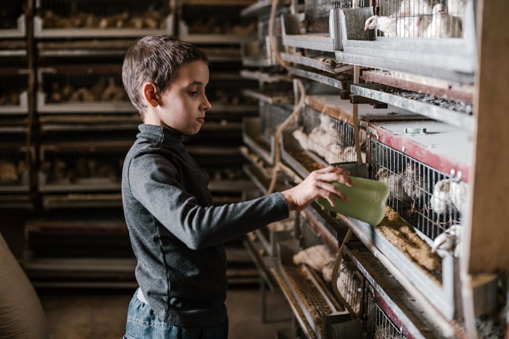 Side view of focused little boy feeding chickens with grain standing against breeding cages at bird farm