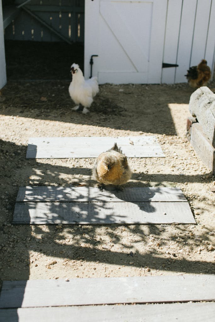 Silky chickens walking near hen house on sunny day