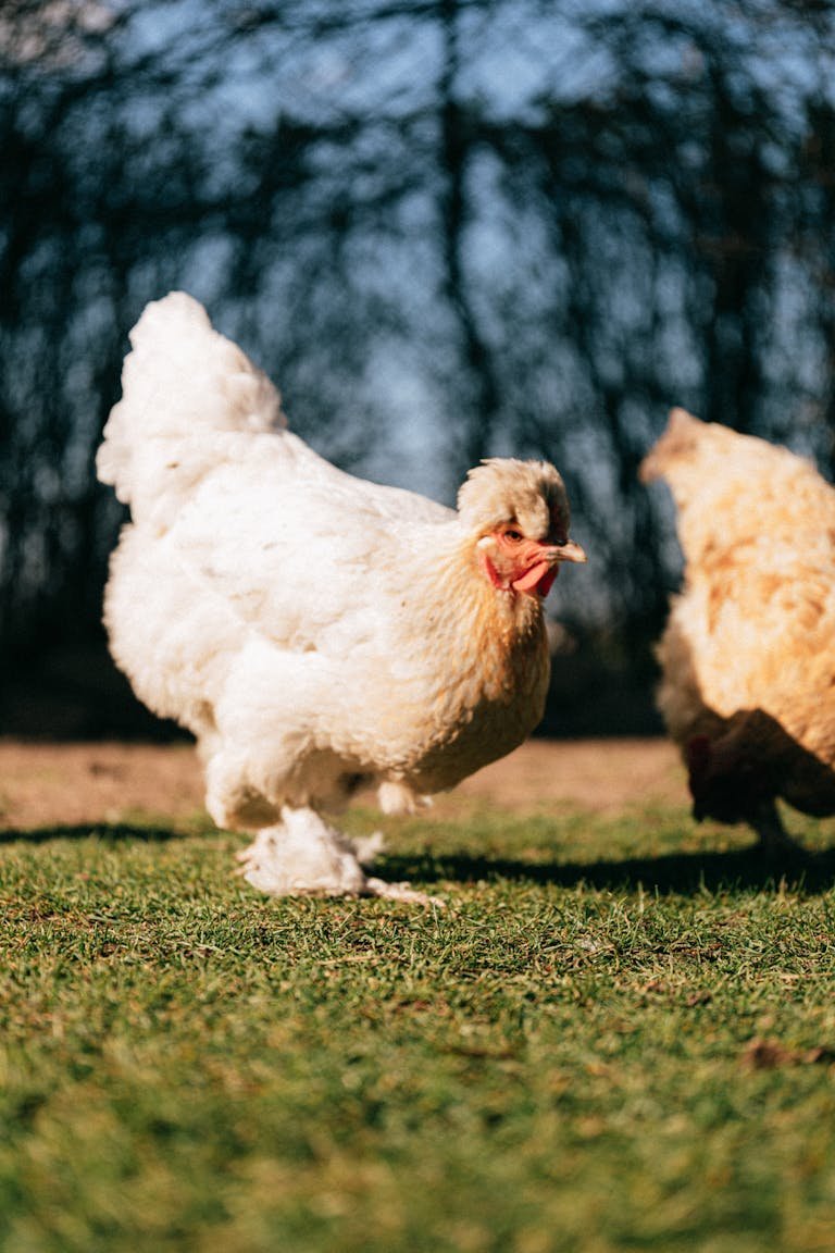 Two fluffy white hens following each other on green field of farm in summer day