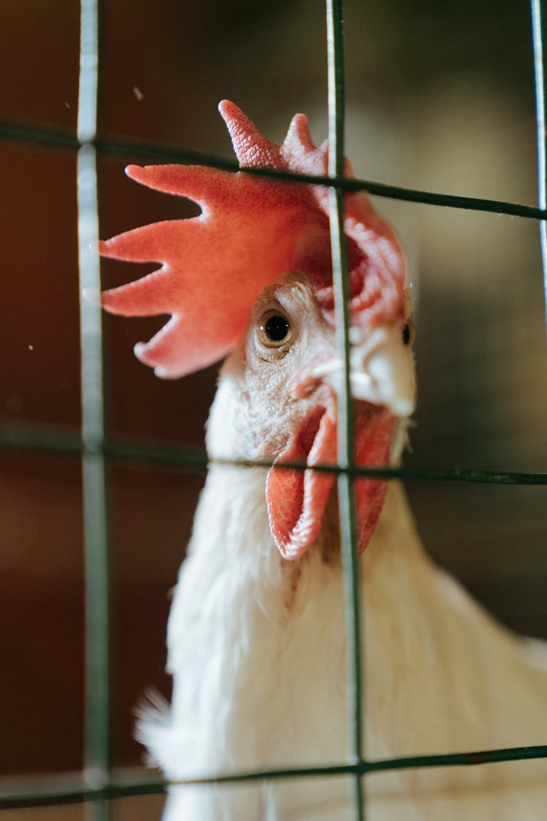 White Chicken in Cage