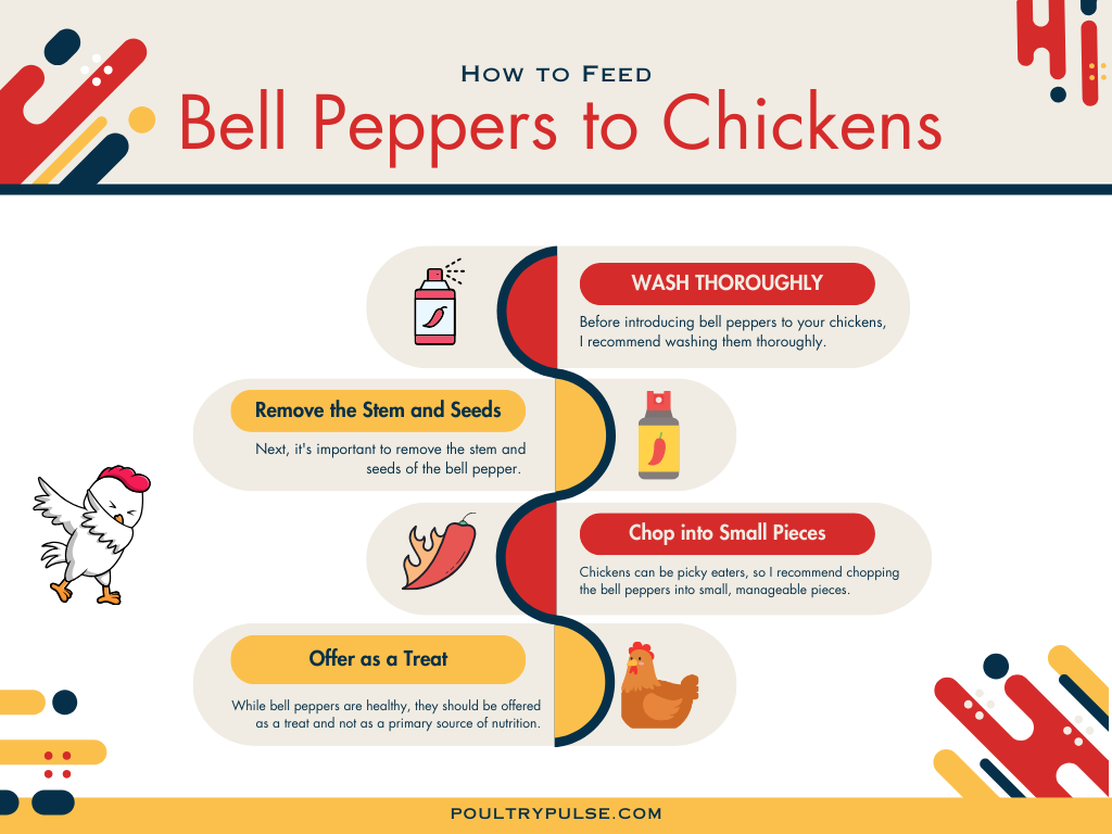 An infographics explaining How to Feed Bell Peppers to Chickens