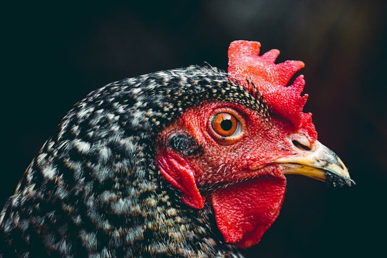 A close up of a chicken's head with red eyes