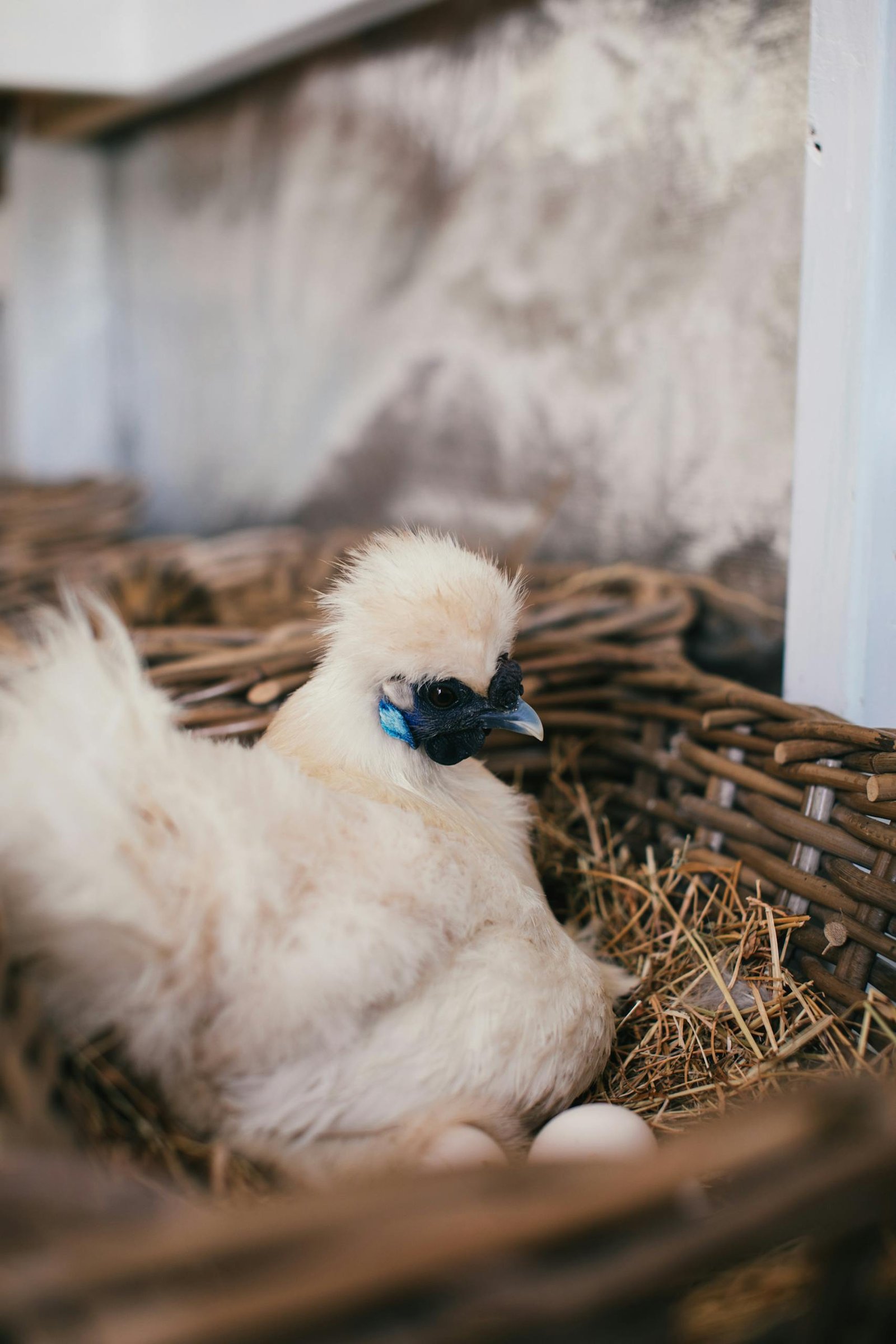 Broody Hen in Nest