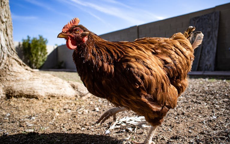 Brown Hen