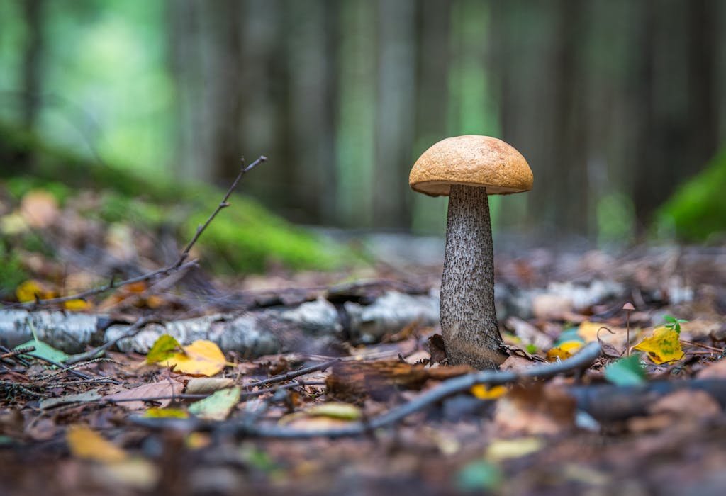 Brown Mushroom at Daytime