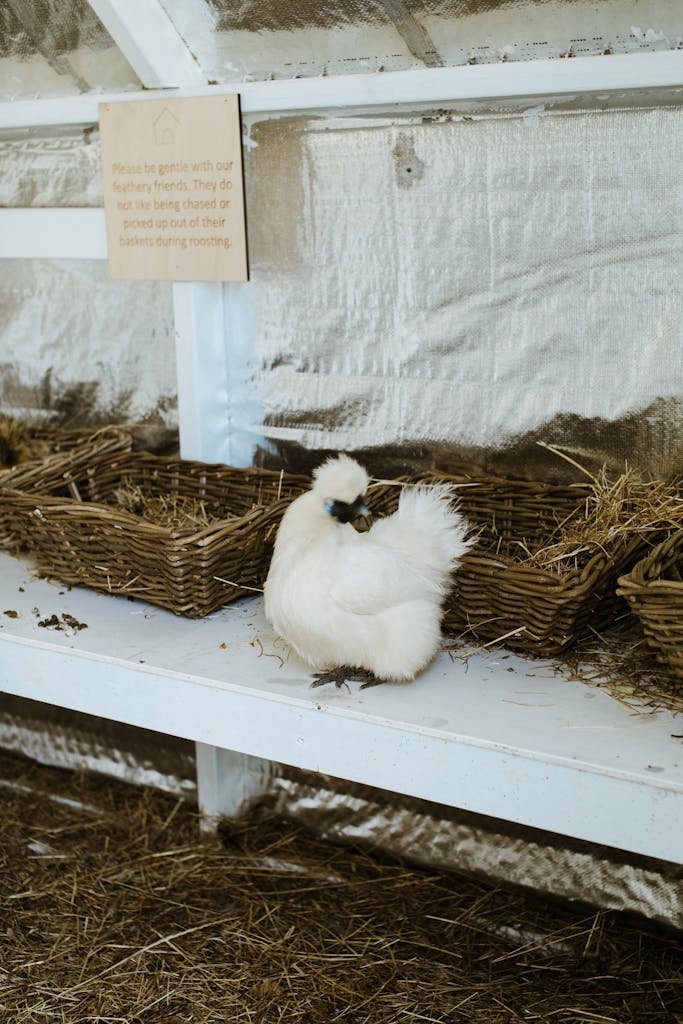 Chinese hen near wicker baskets on farm