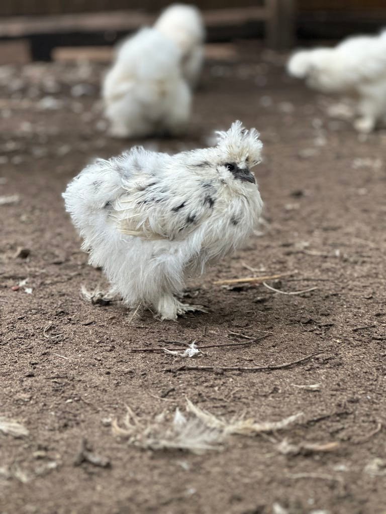 Close up of White Hens