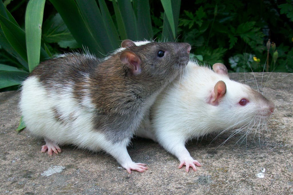 Close Up Photo of Mice