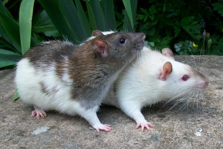 Close Up Photo of Mice