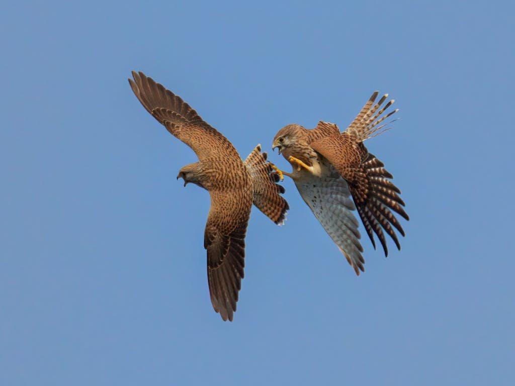 Eagles in Blue Sky