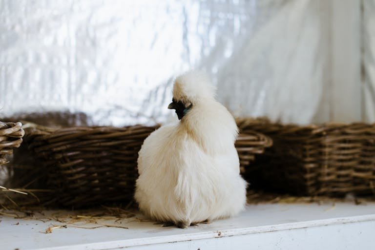 Fluffy Hen in Close Up